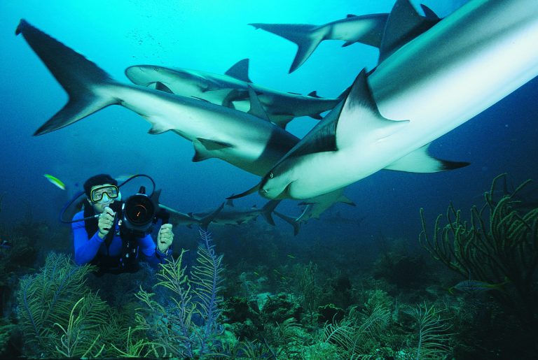 sub squali immersione mare